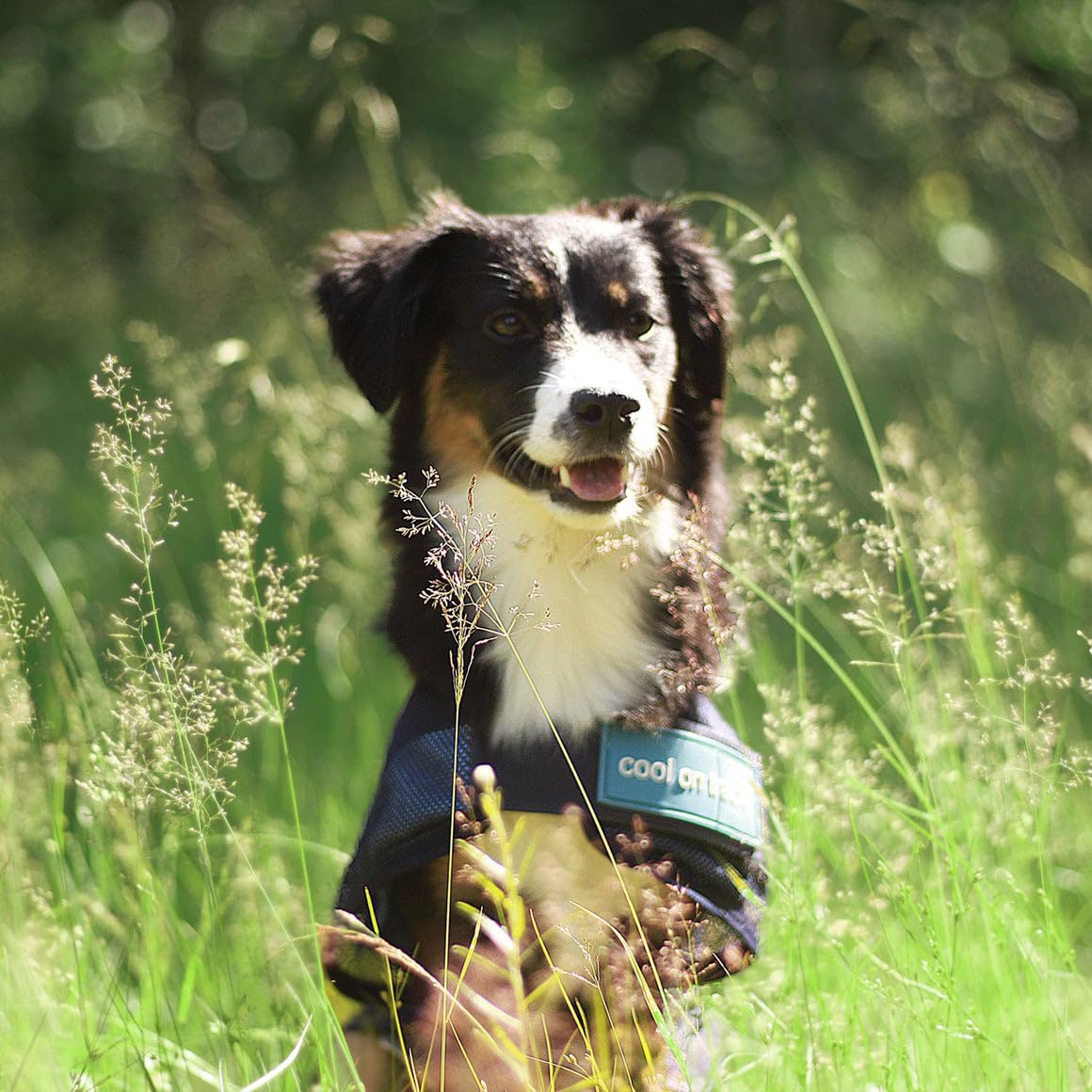 Back On Track Cool On Track Cooling Dog Coat (S1, 30Cm / 11-13'')